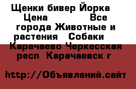 Щенки бивер Йорка  › Цена ­ 30 000 - Все города Животные и растения » Собаки   . Карачаево-Черкесская респ.,Карачаевск г.